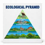 Ecological Pyramid